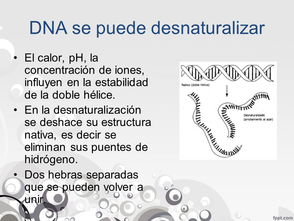 DNA se puede desnaturalizar