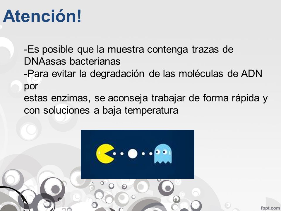 Atención! Es posible que la muestra contenga trazas de DNAasas bacterianas. Para evitar la degradación de las moléculas de ADN por.