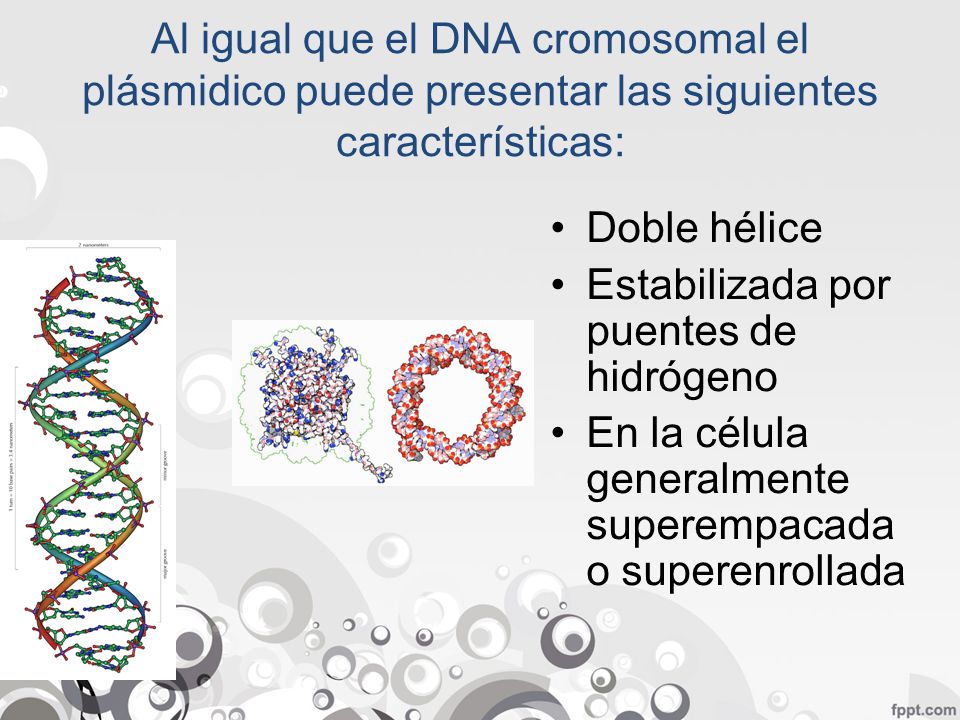 Al igual que el DNA cromosomal el plásmidico puede presentar las siguientes características: