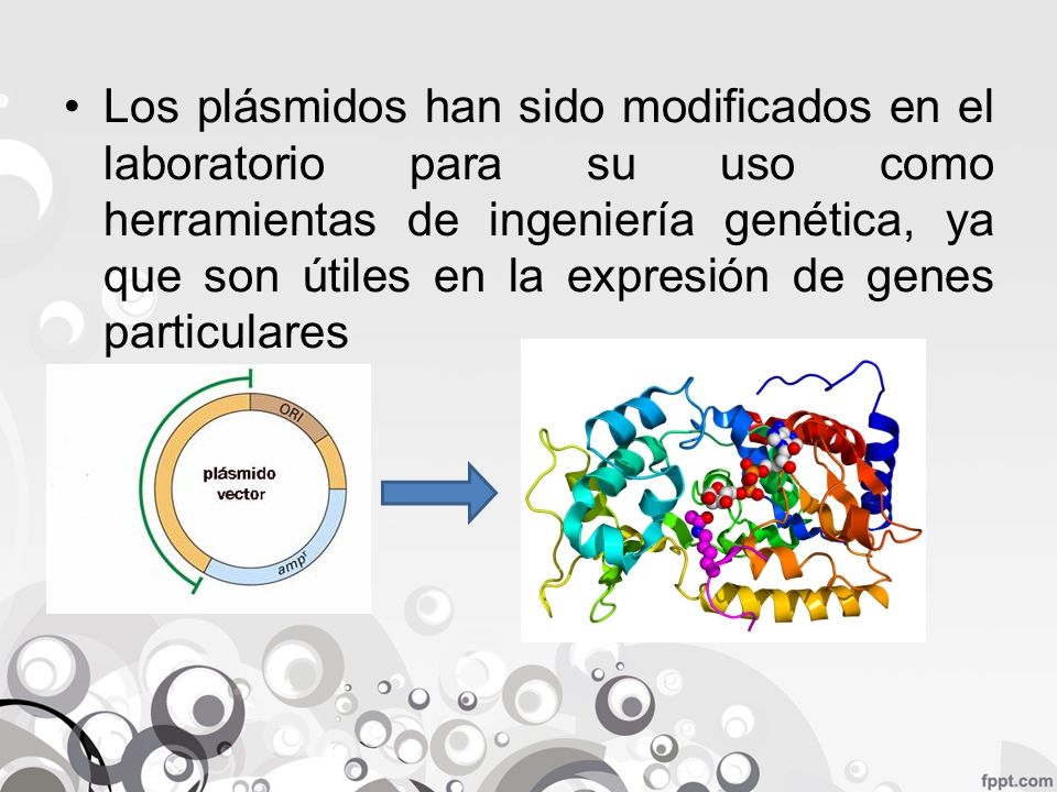 Los plásmidos han sido modificados en el laboratorio para su uso como herramientas de ingeniería genética, ya que son útiles en la expresión de genes particulares