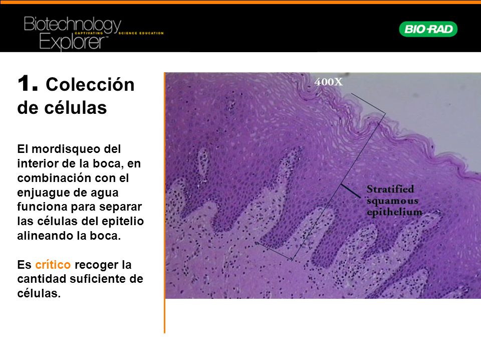 Colección de células El mordisqueo del interior de la boca, en combinación con el enjuague de agua funciona para separar las células del epitelio alineando la boca. Es crítico recoger la cantidad suficiente de células.