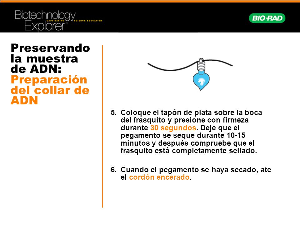 Preservando la muestra de ADN: Preparación del collar de ADN