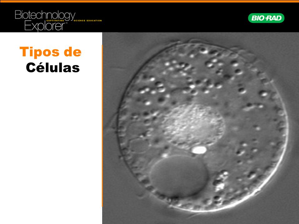 Tipos de Células Examples of cell types