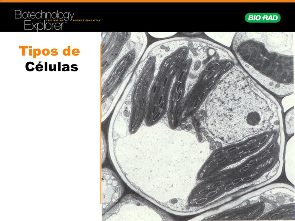 Tipos de Células Chloroplasts in a plant cell.