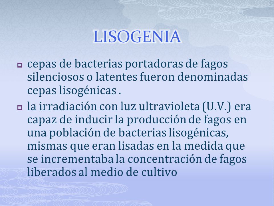 LISOGENIA cepas de bacterias portadoras de fagos silenciosos o latentes fueron denominadas cepas lisogénicas .