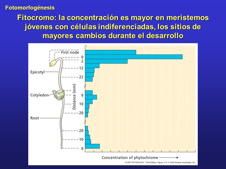 Fitocromo: la concentración es mayor en meristemos jóvenes con células indiferenciadas, los sitios de mayores cambios durante el desarrollo