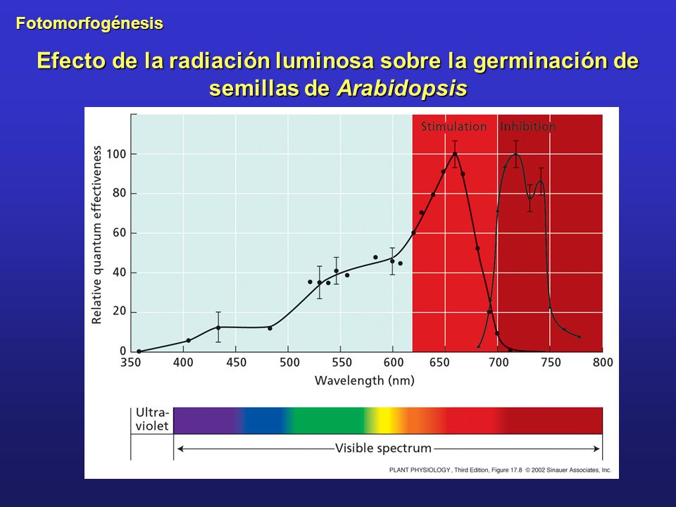 Efecto de la radiación luminosa sobre la germinación de semillas de Arabidopsis