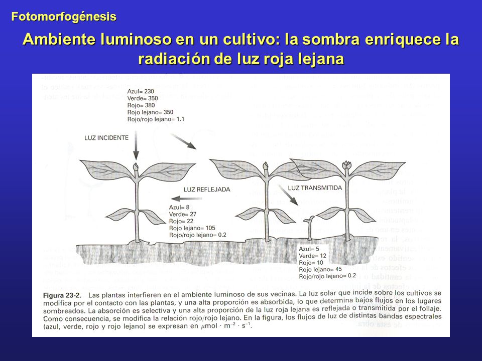 Ambiente luminoso en un cultivo: la sombra enriquece la radiación de luz roja lejana