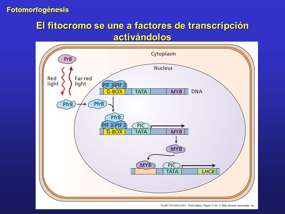 El fitocromo se une a factores de transcripción activándolos