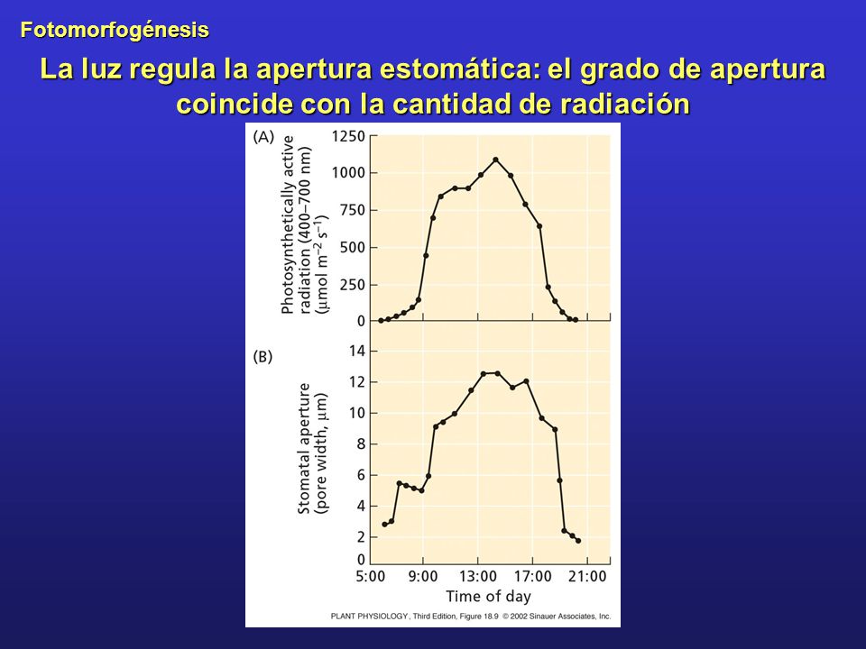 La luz regula la apertura estomática: el grado de apertura coincide con la cantidad de radiación