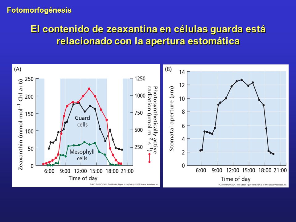El contenido de zeaxantina en células guarda está relacionado con la apertura estomática