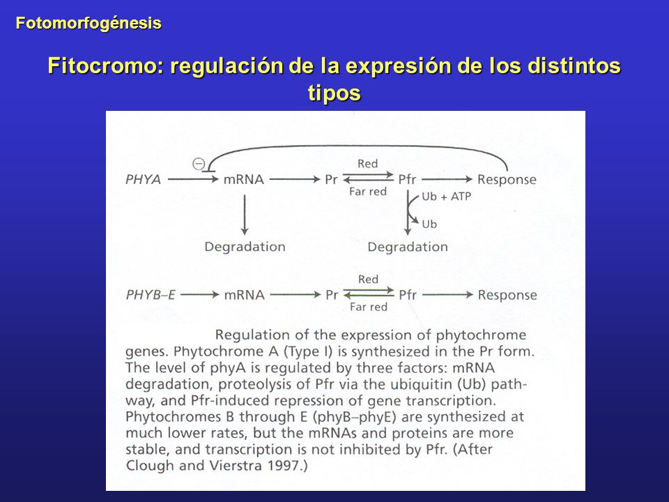Fitocromo: regulación de la expresión de los distintos tipos