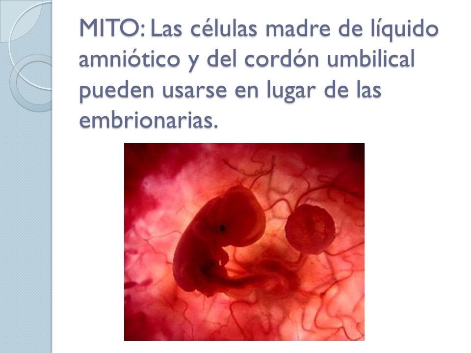 MITO: Las células madre de líquido amniótico y del cordón umbilical pueden usarse en lugar de las embrionarias.