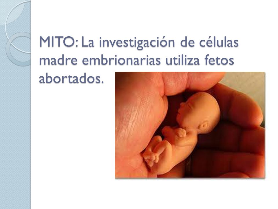 MITO: La investigación de células madre embrionarias utiliza fetos abortados.
