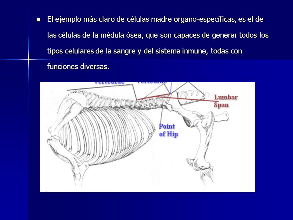 El ejemplo más claro de células madre organo-específicas, es el de las células de la médula ósea, que son capaces de generar todos los tipos celulares de la sangre y del sistema inmune, todas con funciones diversas.
