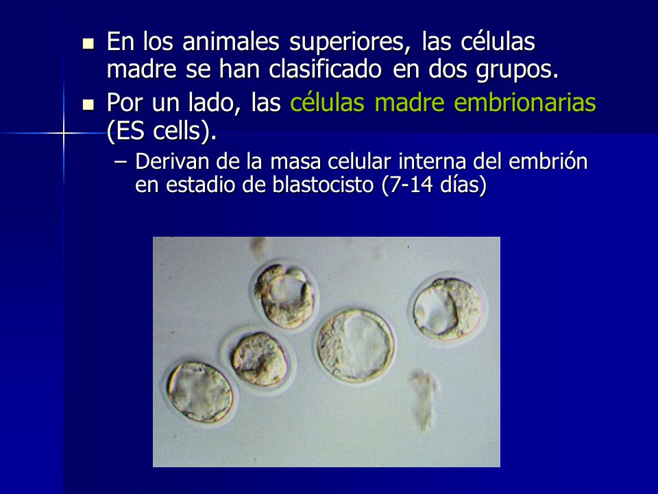 Por un lado, las células madre embrionarias (ES cells).