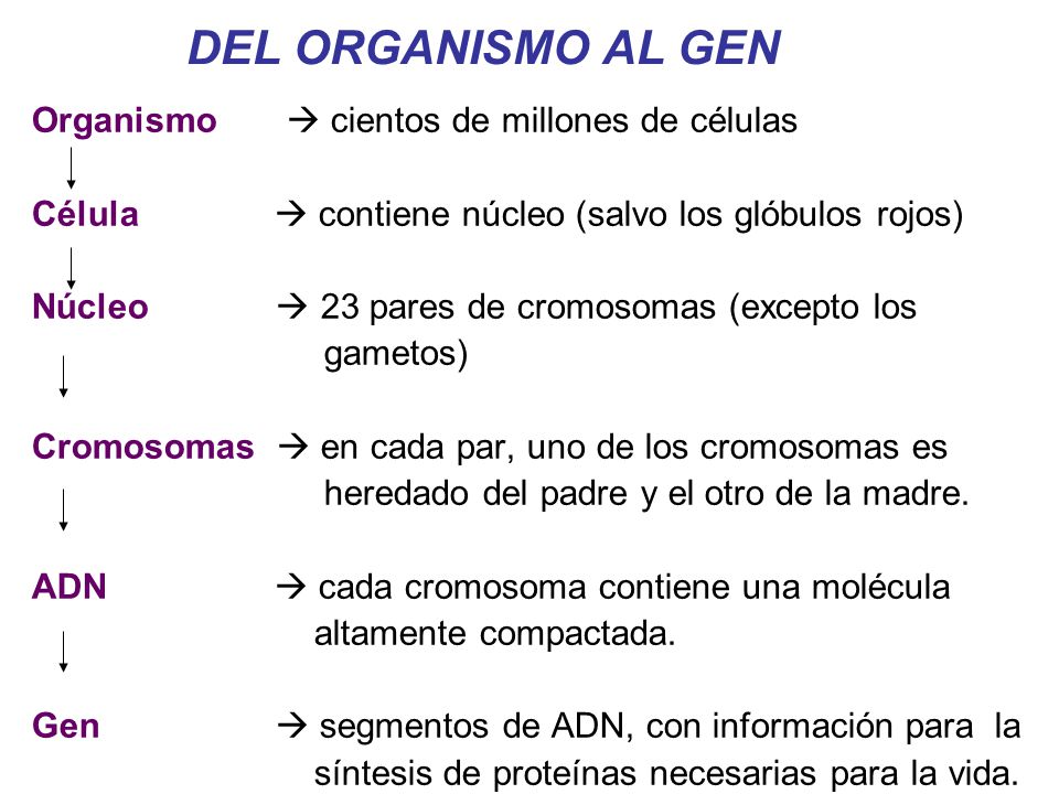 DEL ORGANISMO AL GEN Organismo  cientos de millones de células