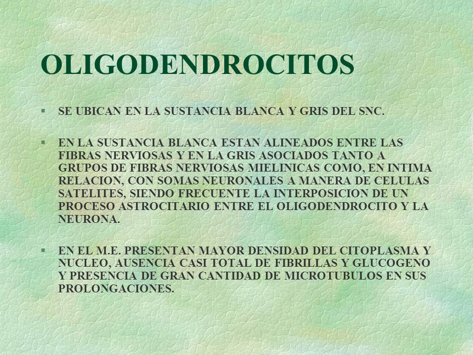 OLIGODENDROCITOS SE UBICAN EN LA SUSTANCIA BLANCA Y GRIS DEL SNC.