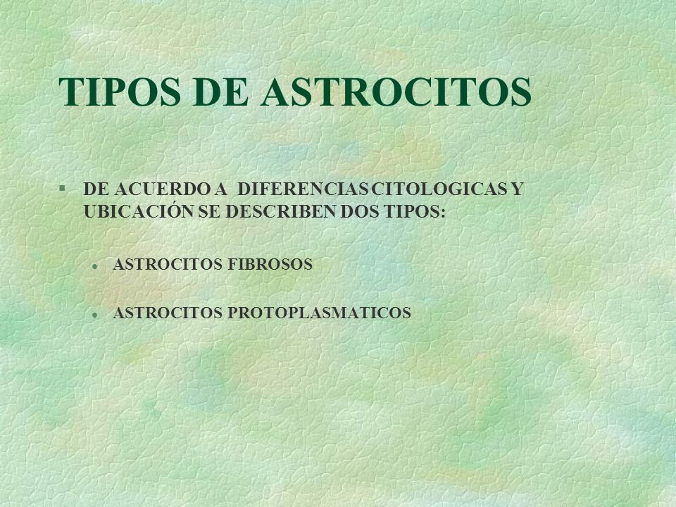 TIPOS DE ASTROCITOS DE ACUERDO A DIFERENCIAS CITOLOGICAS Y UBICACIÓN SE DESCRIBEN DOS TIPOS: ASTROCITOS FIBROSOS.