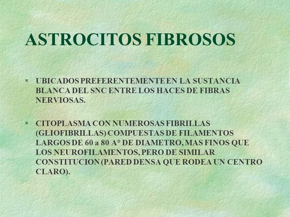 ASTROCITOS FIBROSOS UBICADOS PREFERENTEMENTE EN LA SUSTANCIA BLANCA DEL SNC ENTRE LOS HACES DE FIBRAS NERVIOSAS.