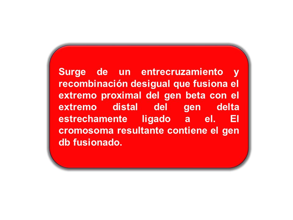 Surge de un entrecruzamiento y recombinación desigual que fusiona el extremo proximal del gen beta con el extremo distal del gen delta estrechamente ligado a el.