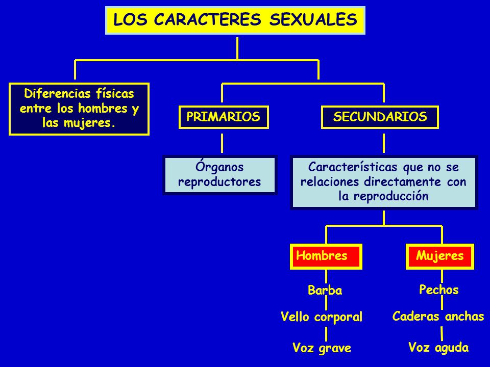LOS CARACTERES SEXUALES