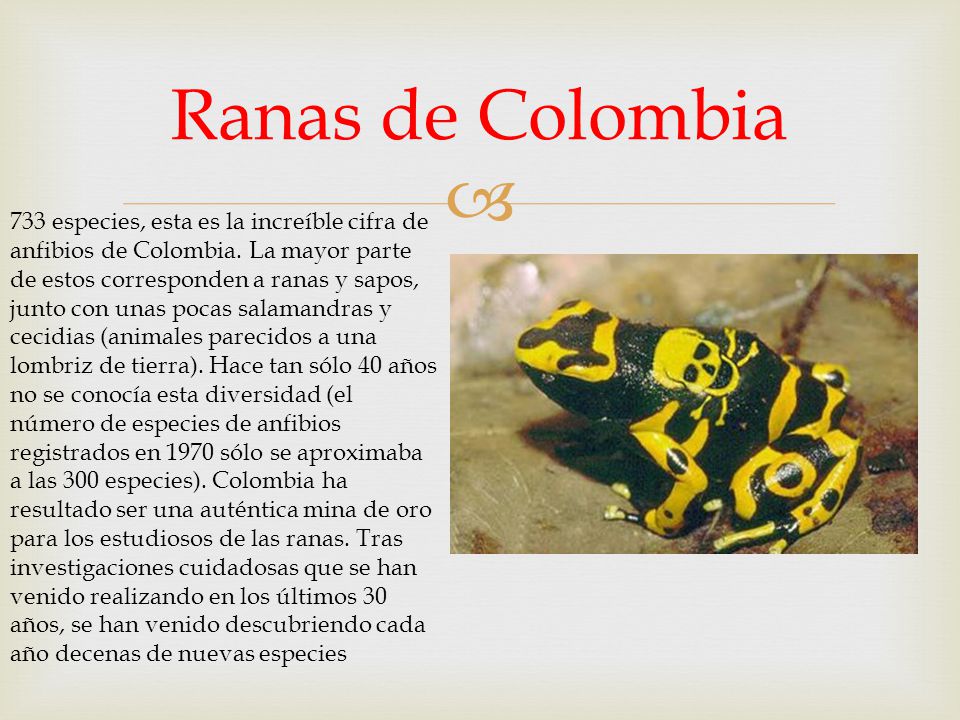 Ranas de Colombia