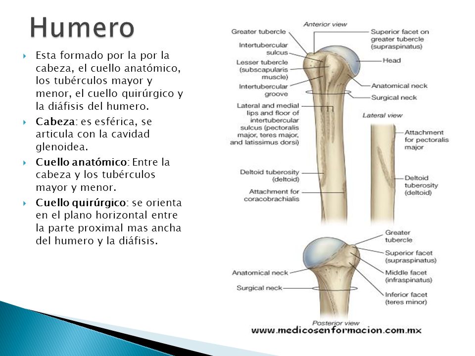 Humero Esta formado por la por la cabeza, el cuello anatómico, los tubérculos mayor y menor, el cuello quirúrgico y la diáfisis del humero.