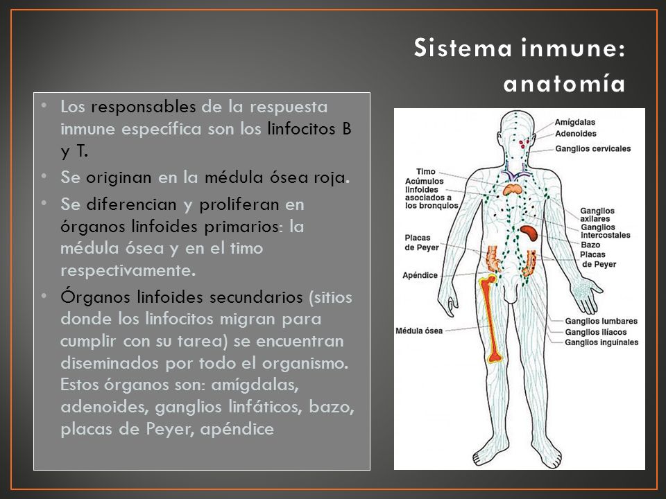 Sistema inmune: anatomía