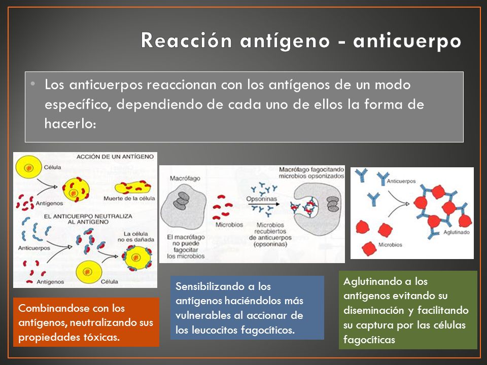 Reacción antígeno - anticuerpo