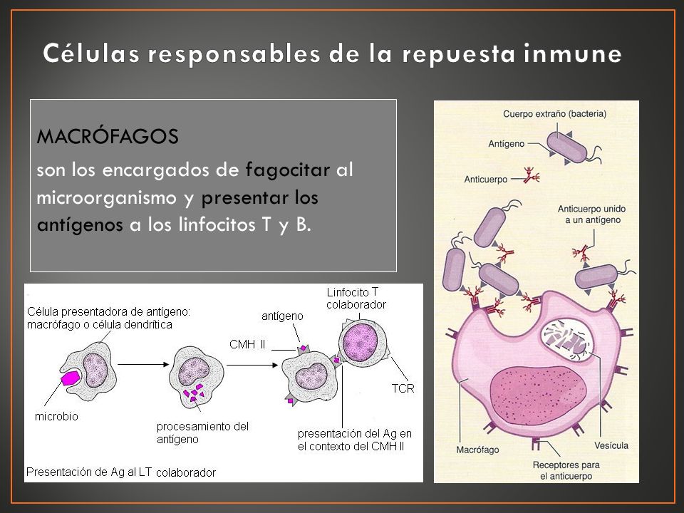 Células responsables de la repuesta inmune