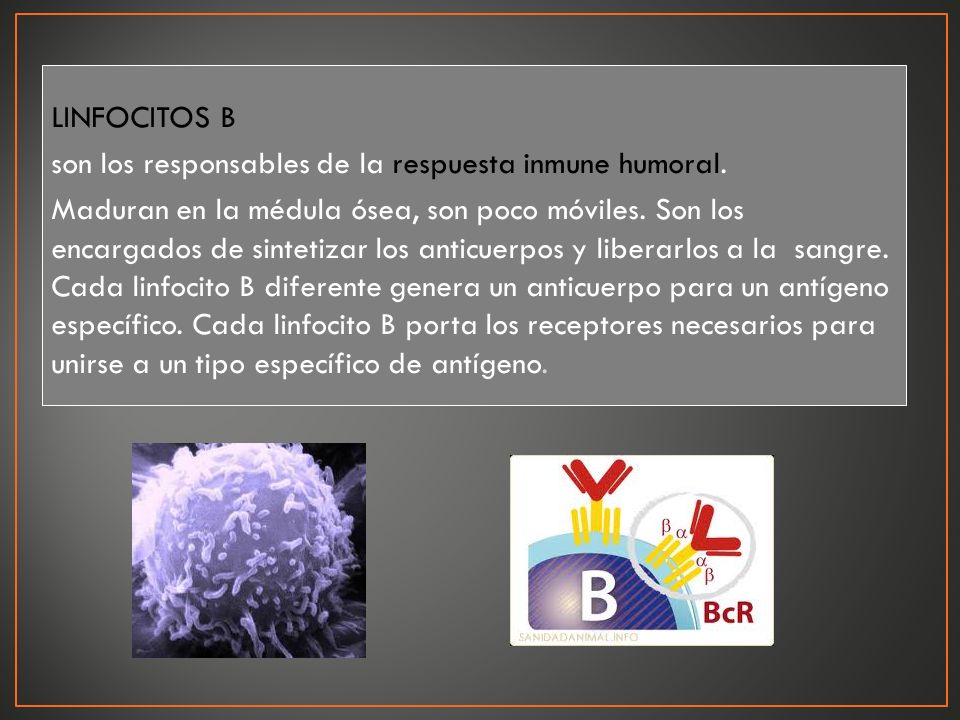 LINFOCITOS B son los responsables de la respuesta inmune humoral.