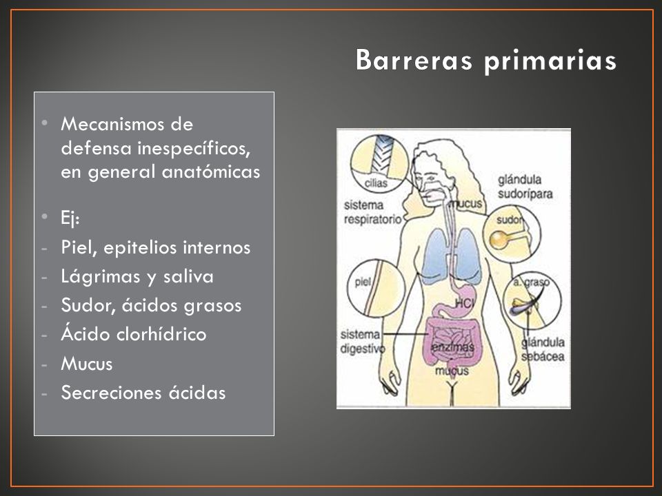 Barreras primarias Mecanismos de defensa inespecíficos, en general anatómicas. Ej: Piel, epitelios internos.