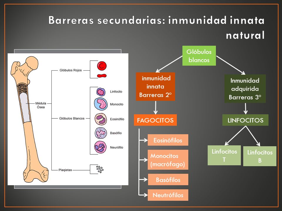 Barreras secundarias: inmunidad innata natural