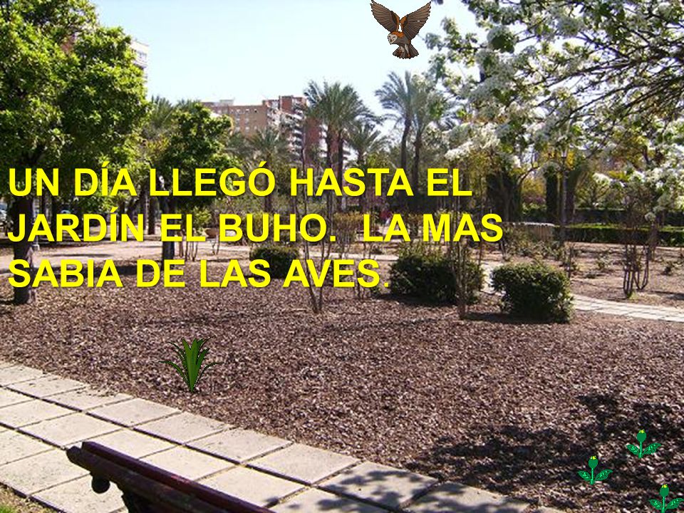 UN DÍA LLEGÓ HASTA EL JARDÍN EL BUHO. LA MAS SABIA DE LAS AVES.