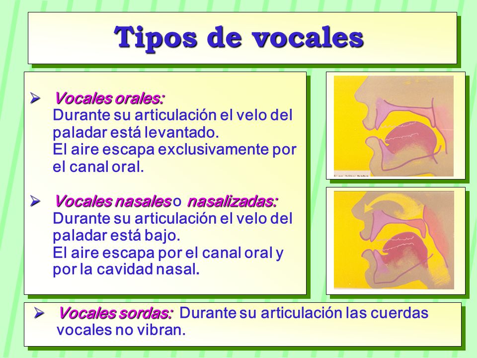 Tipos de vocales Vocales orales: Durante su articulación el velo del paladar está levantado. El aire escapa exclusivamente por el canal oral.