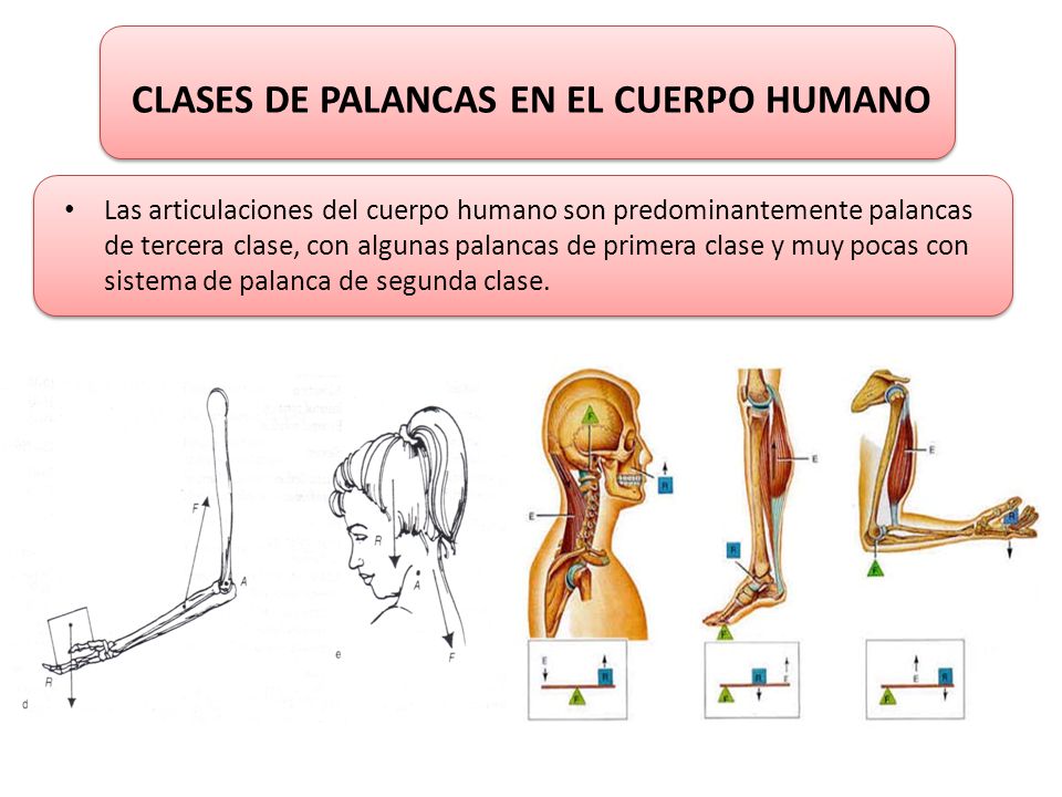 CLASES DE PALANCAS EN EL CUERPO HUMANO