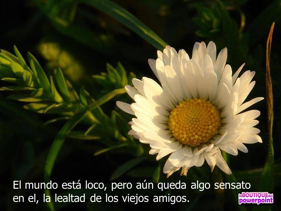 El mundo está loco, pero aún queda algo sensato en el, la lealtad de los viejos amigos.