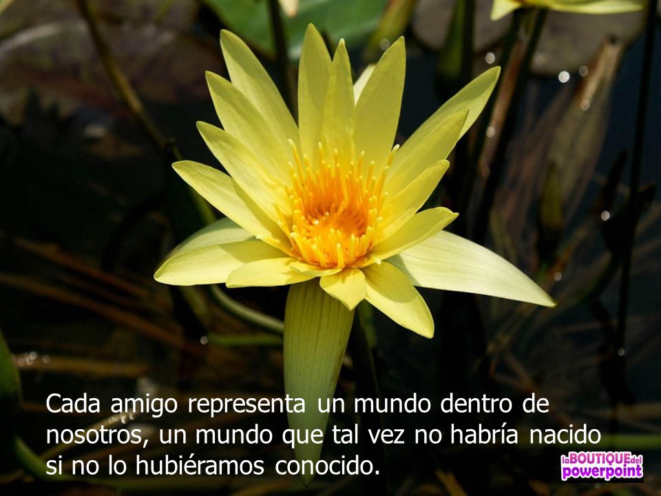 Cada amigo representa un mundo dentro de nosotros, un mundo que tal vez no habría nacido si no lo hubiéramos conocido.