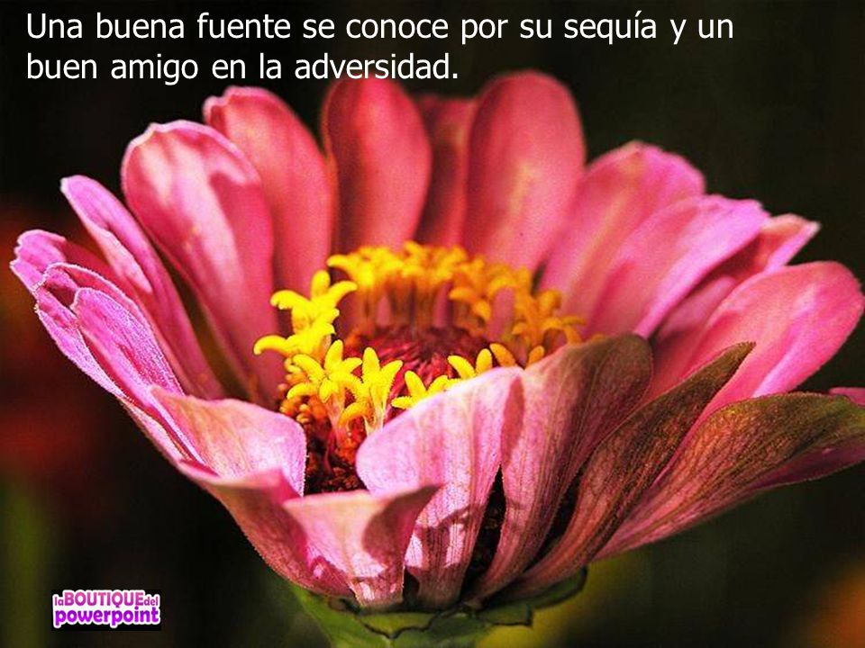 Una buena fuente se conoce por su sequía y un buen amigo en la adversidad.