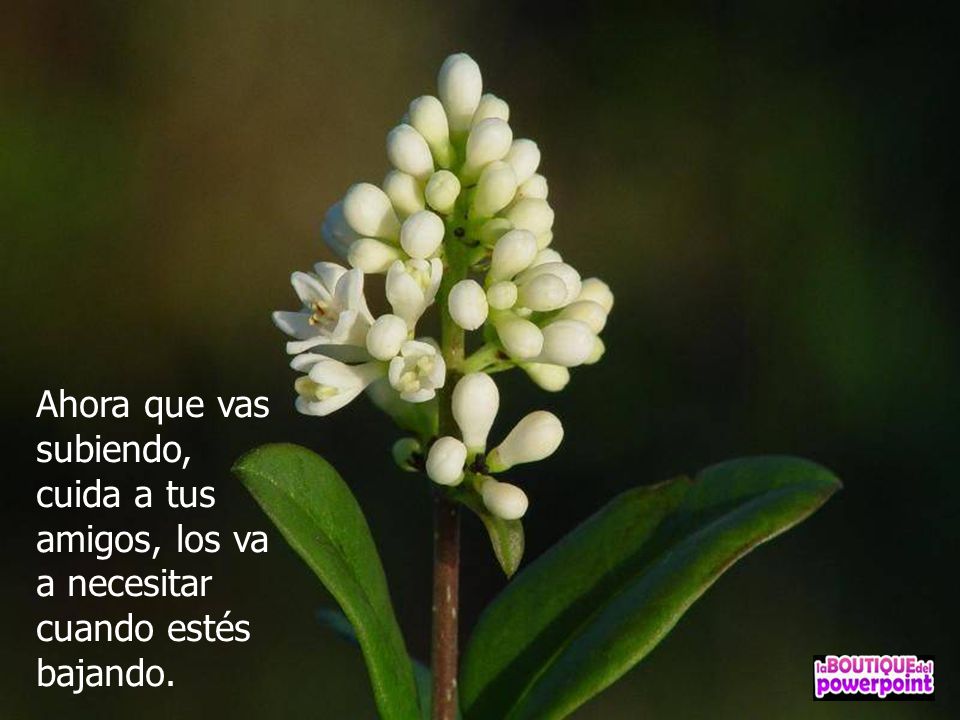 Ahora que vas subiendo, cuida a tus amigos, los va a necesitar cuando estés bajando.