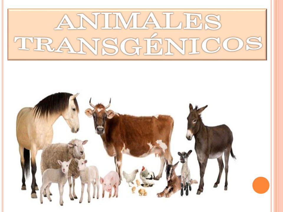 ANIMALES TRANSGÉNICOS