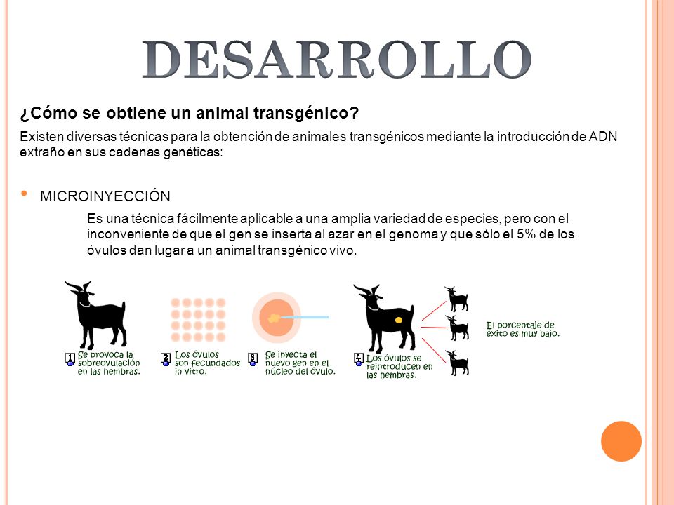 DESARROLLO ¿Cómo se obtiene un animal transgénico MICROINYECCIÓN