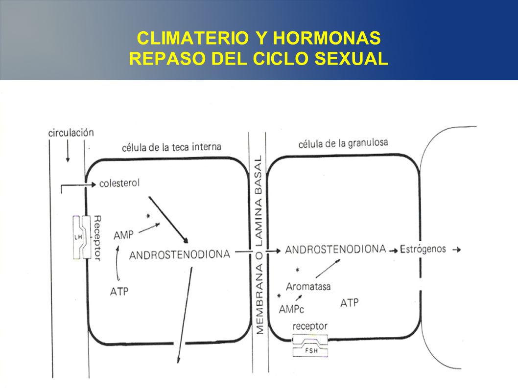 CLIMATERIO Y HORMONAS REPASO DEL CICLO SEXUAL