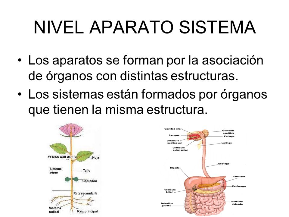 NIVEL APARATO SISTEMA Los aparatos se forman por la asociación de órganos con distintas estructuras.