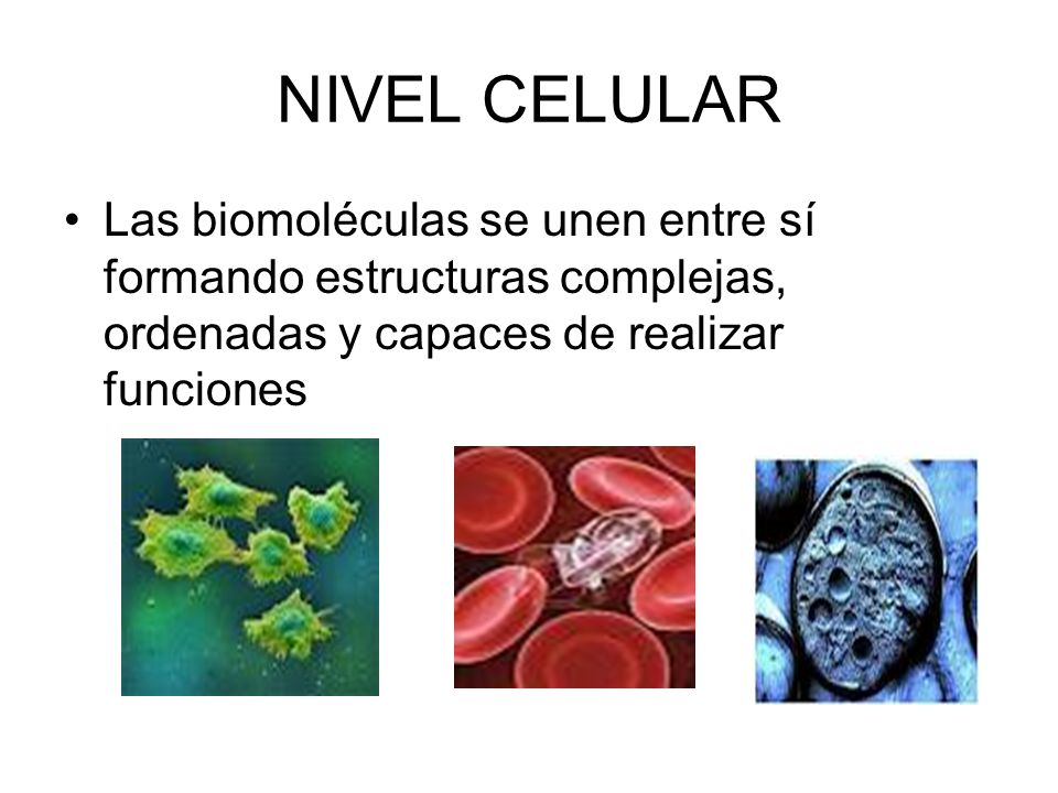 NIVEL CELULAR Las biomoléculas se unen entre sí formando estructuras complejas, ordenadas y capaces de realizar funciones.