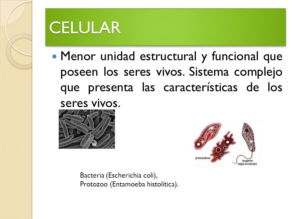 CELULAR Menor unidad estructural y funcional que poseen los seres vivos. Sistema complejo que presenta las características de los seres vivos.