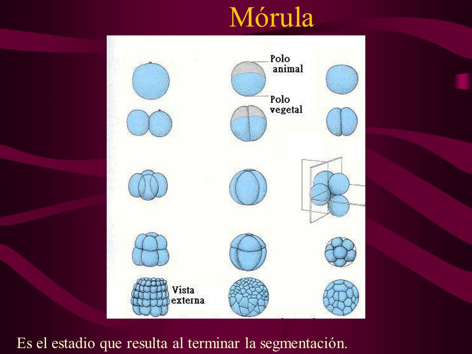 Mórula Es el estadio que resulta al terminar la segmentación.