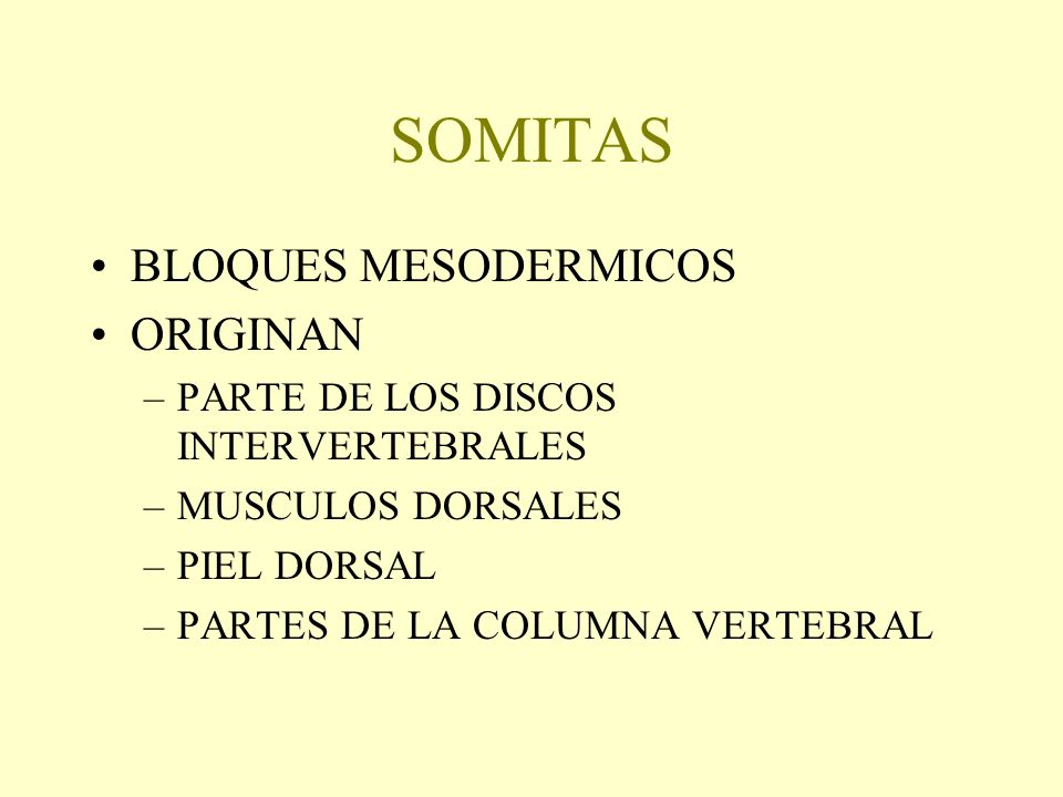 SOMITAS BLOQUES MESODERMICOS ORIGINAN