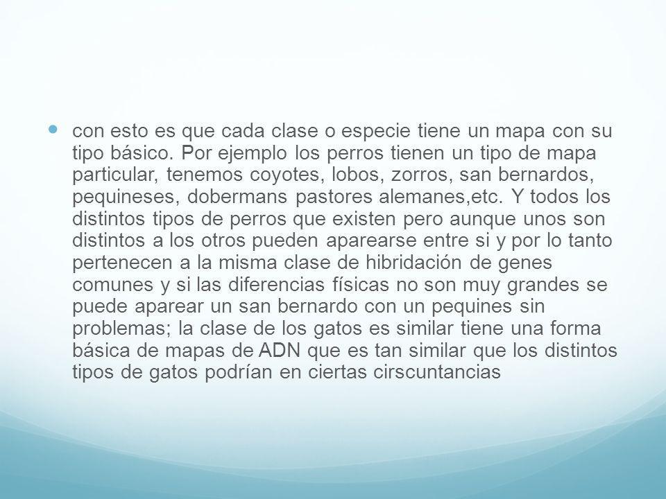 con esto es que cada clase o especie tiene un mapa con su tipo básico
